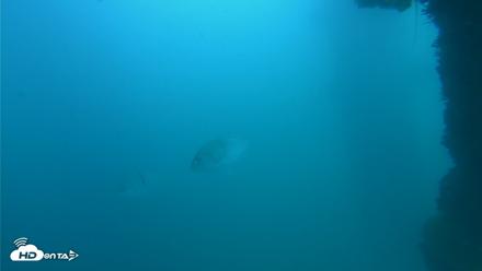 Scripps Pier Underwater Live Webcam - Oct 11, 2026, 2:22pm PDT