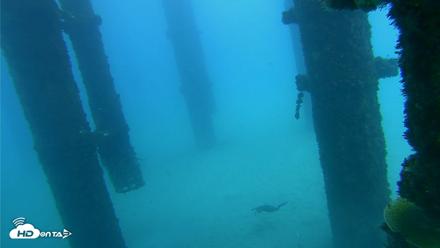 Scripps Pier Underwater Live Webcam - Oct 7, 2026, 1:10pm PDT