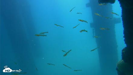 Scripps Pier Underwater Live Webcam - Sep 19, 2026, 12:33pm PDT