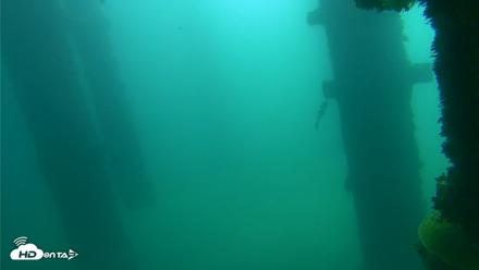Scripps Pier Underwater Live Webcam - Oct 12, 2026, 11:01am PDT