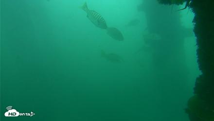 Scripps Pier Underwater Live Webcam - Oct 11, 2026, 12:04pm PDT
