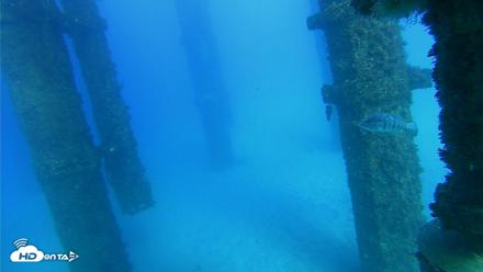 Scripps Pier Underwater Live Webcam - Oct 19, 2026, 4:38pm PDT