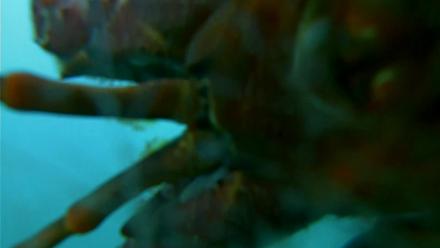 Scripps Pier Underwater Live Webcam - Oct 28, 2025, 5:12pm PDT