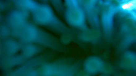 Scripps Pier Underwater Live Webcam - Mar 22, 2026, 4:24pm PDT