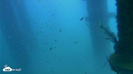 Scripps Pier Underwater Live Webcam - Aug 27, 2026, 2:03pm PDT