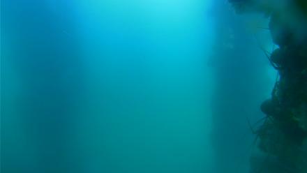 Scripps Pier Underwater Live Webcam - Jul 20, 2025, 3:23pm PDT