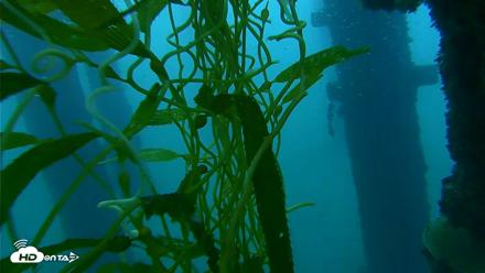 Scripps Pier Underwater Live Webcam - Oct 6, 2026, 7:12am PDT