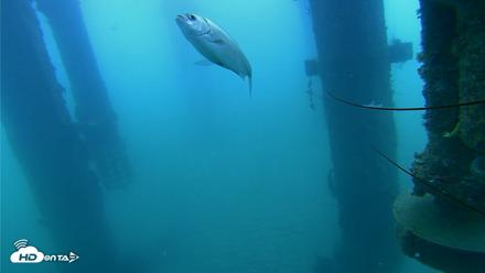 Scripps Pier Underwater Live Webcam - Aug 7, 2026, 8:46am PDT