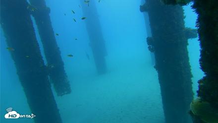 Scripps Pier Underwater Live Webcam - Oct 7, 2026, 1:07pm PDT