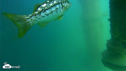 Scripps Pier Underwater Live Webcam - Jul 15, 2026, 3:32pm PDT