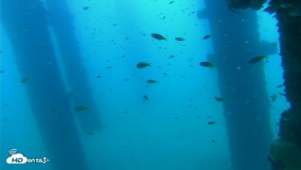 Scripps Pier Underwater Live Webcam - Sep 16, 2026, 10:29am PDT