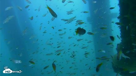 Scripps Pier Underwater Live Webcam - Aug 27, 2026, 2:51pm PDT