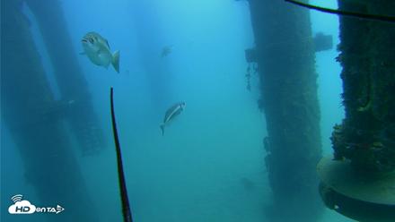 Scripps Pier Underwater Live Webcam - Aug 5, 2026, 1:11pm PDT
