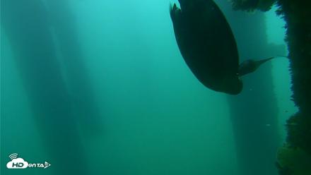 Scripps Pier Underwater Live Webcam - Sep 18, 2026, 7:54am PDT