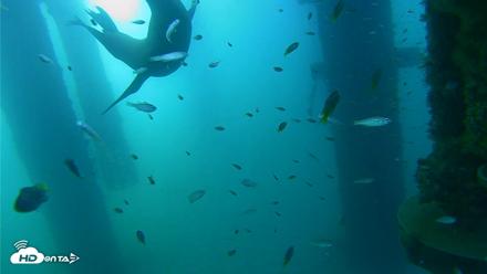 Scripps Pier Underwater Live Webcam - Aug 25, 2026, 7:52am PDT