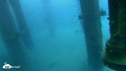 Scripps Pier Underwater Live Webcam - Jul 30, 2026, 8:23am PDT
