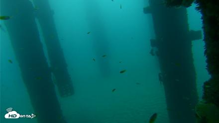 Scripps Pier Underwater Live Webcam - Sep 17, 2026, 7:31am PDT