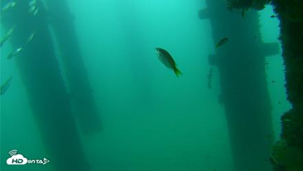 Scripps Pier Underwater Live Webcam - Sep 17, 2026, 9:14am PDT