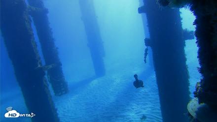 Scripps Pier Underwater Live Webcam - Oct 19, 2026, 9:52am PDT