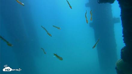 Scripps Pier Underwater Live Webcam - Sep 19, 2026, 12:34pm PDT