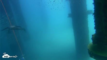Scripps Pier Underwater Live Webcam - Aug 27, 2026, 12:36pm PDT
