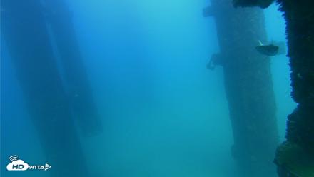 Scripps Pier Underwater Live Webcam - Sep 20, 2026, 3:37pm PDT