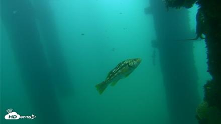 Scripps Pier Underwater Live Webcam - Sep 18, 2026, 10:44am PDT