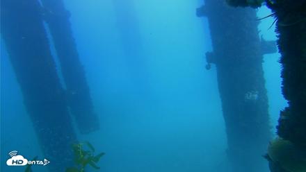 Scripps Pier Underwater Live Webcam - Oct 7, 2026, 2:05pm PDT