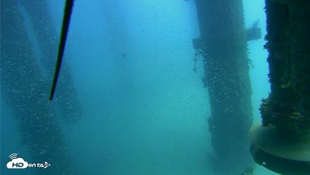 Scripps Pier Underwater Live Webcam - Aug 5, 2026, 1:17pm PDT