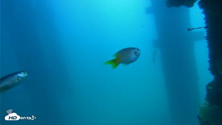 Scripps Pier Underwater Live Webcam - Sep 15, 2026, 12:02pm PDT