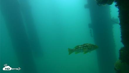 Scripps Pier Underwater Live Webcam - Sep 18, 2026, 10:38am PDT