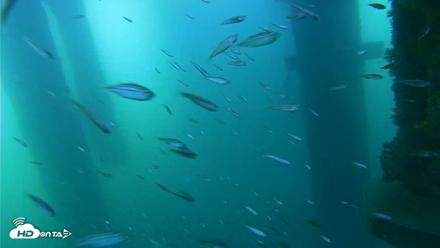 Scripps Pier Underwater Live Webcam - Aug 17, 2026, 8:21am PDT