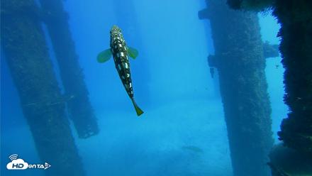 Scripps Pier Underwater Live Webcam - Oct 19, 2026, 1:53pm PDT