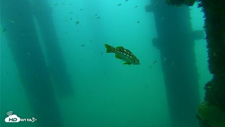 Scripps Pier Underwater Live Webcam - Sep 21, 2026, 8:44am PDT
