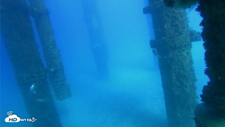 Scripps Pier Underwater Live Webcam - Oct 19, 2026, 3:53pm PDT