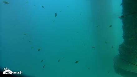 Scripps Pier Underwater Live Webcam - Aug 17, 2026, 5:00pm PDT