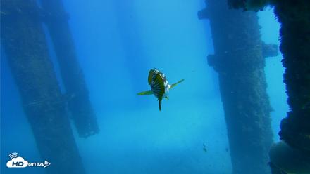 Scripps Pier Underwater Live Webcam - Oct 20, 2026, 1:53pm PDT