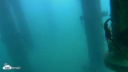 Scripps Pier Underwater Live Webcam - Aug 4, 2026, 11:31am PDT