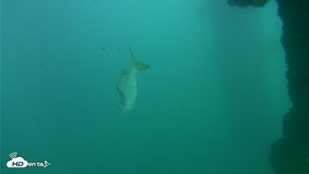 Scripps Pier Underwater Live Webcam - Sep 29, 2026, 4:28pm PDT