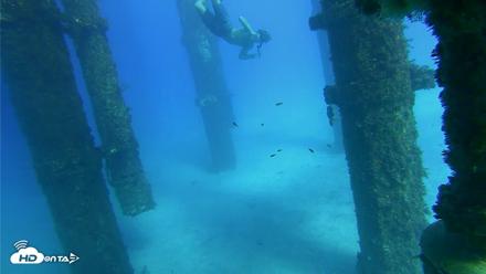 Scripps Pier Underwater Live Webcam - Oct 18, 2026, 3:49pm PDT