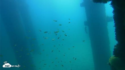 Scripps Pier Underwater Live Webcam - Oct 4, 2026, 11:50am PDT