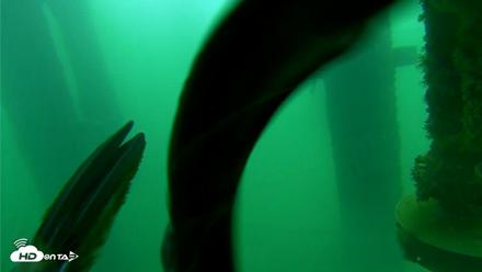 Scripps Pier Underwater Live Webcam - Aug 24, 2026, 8:10am PDT