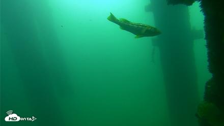Scripps Pier Underwater Live Webcam - Sep 23, 2026, 9:56am PDT