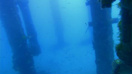 Scripps Pier Underwater Live Webcam - Apr 1, 2026, 8:13am PDT