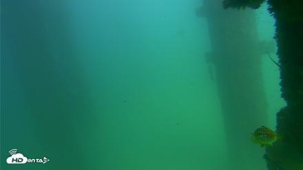 Scripps Pier Underwater Live Webcam - Sep 18, 2026, 3:17pm PDT