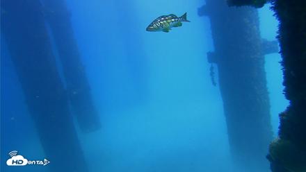 Scripps Pier Underwater Live Webcam - Sep 25, 2026, 1:14pm PDT