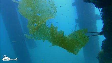 Scripps Pier Underwater Live Webcam - Oct 8, 2026, 2:36pm PDT