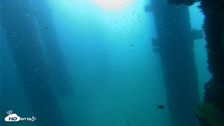 Scripps Pier Underwater Live Webcam - Sep 25, 2026, 8:59am PDT