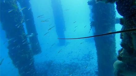 Scripps Pier Underwater Live Webcam - Jan 28, 2026, 8:38am PST