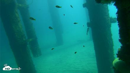 Scripps Pier Underwater Live Webcam - Oct 17, 2026, 11:56am PDT